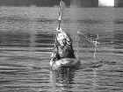 kayak stroke vertical