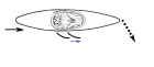 kayak  draw