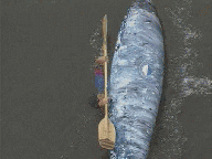 kayak rolling photo