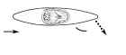 kayak duffek stroke