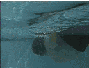 kayak sweep roll