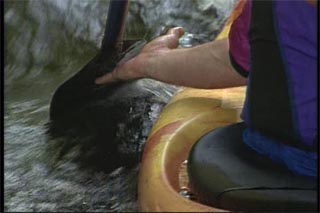 Rudder strokes for playboating